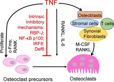 Intrinsic Restriction of TNF-Mediated Inflammatory Osteoclastogenesis and Bone Resorption